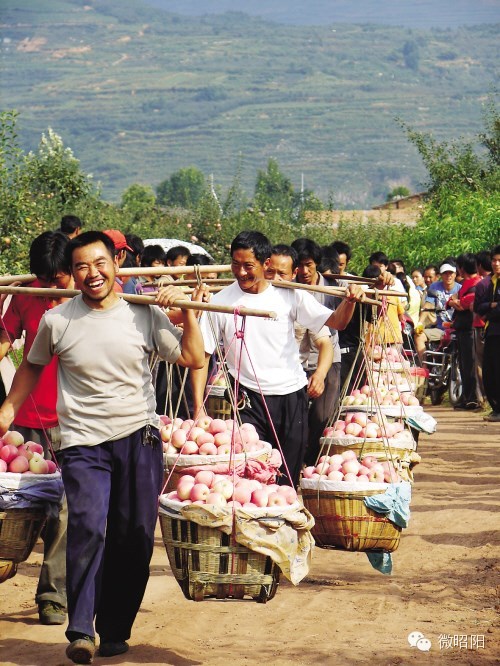 昭通——中国南方优质苹果生产地，这里的苹果驰名中外！