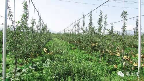 致富种植早熟苹果图片_早熟苹果苗_早熟苹果种植致富