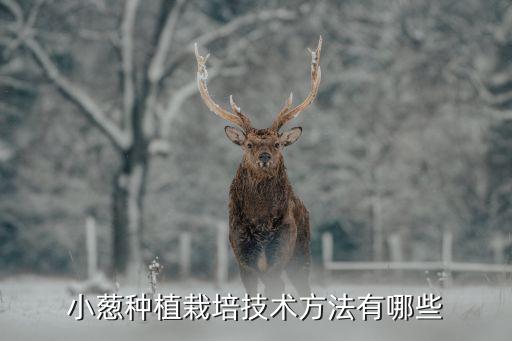 小葱种植栽培技术方法有哪些