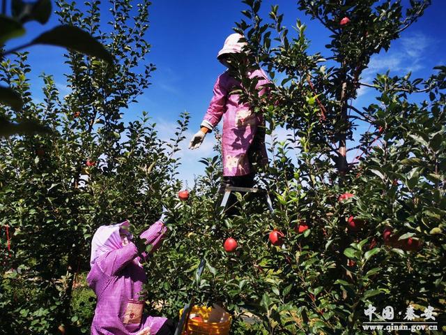 致富种植早熟苹果图片_早熟苹果种植致富_致富种植早熟苹果视频