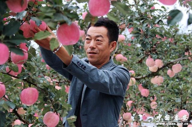 致富种植早熟苹果图片_早熟苹果种植致富_致富种植早熟苹果视频