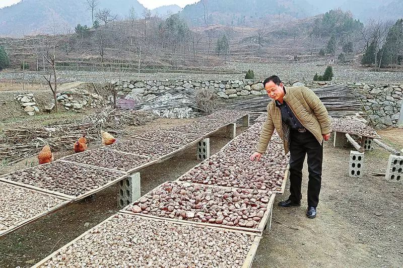 致富香菇种植基地在哪_香菇种植致富快_致富香菇种植方法