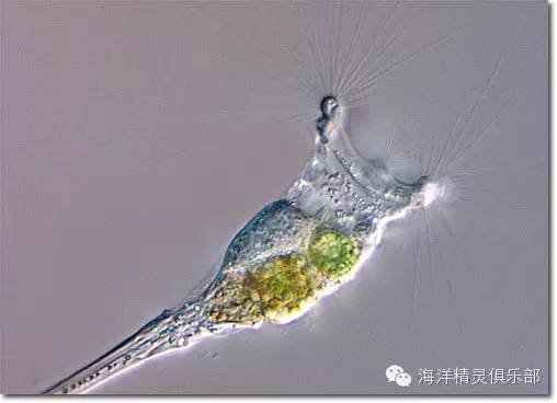 养殖蛆视频_蝇蛆养殖技术视频_蝇虫养殖技术视频