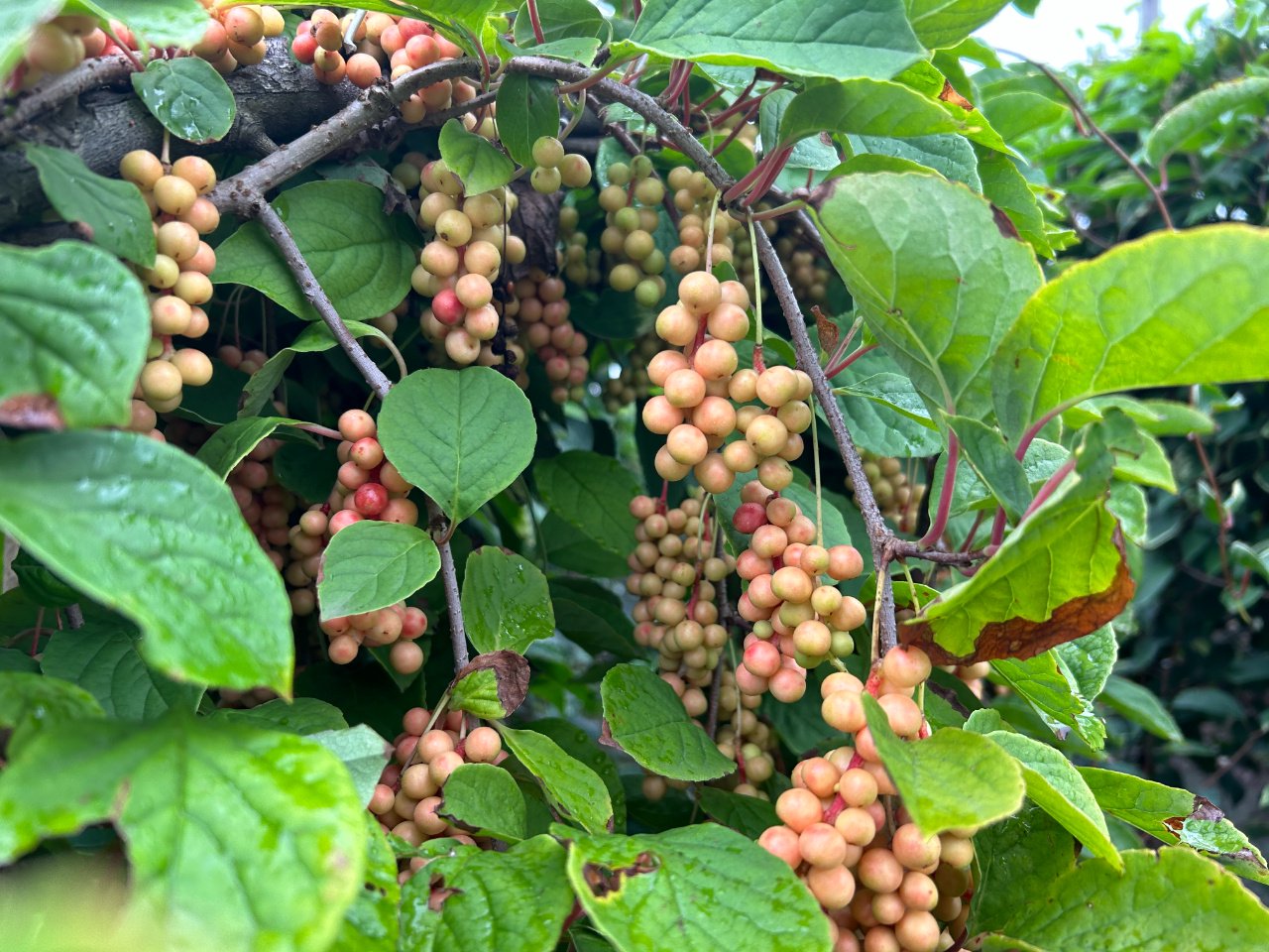 五味子种植视频_致富经种植五味子视频_五味子种植技术视频