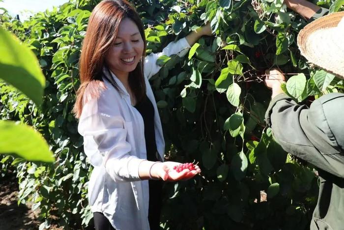 种植五味子前景如何_致富经种植五味子视频_五味子种植技术视频