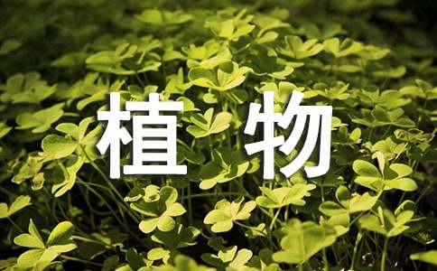 水生植物盆栽怎么养