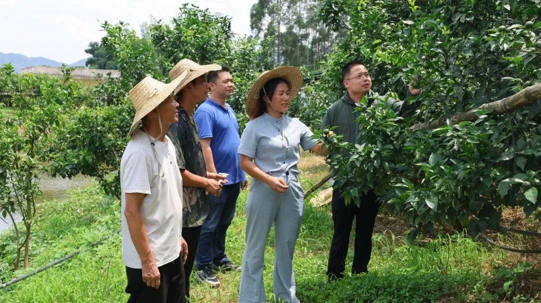 农村致富网种植_致富经农业种植_农民致富网种植业