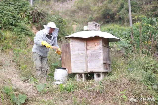 致富经土养蜜蜂_养土蜜蜂挣钱吗_蜜蜂土法养殖