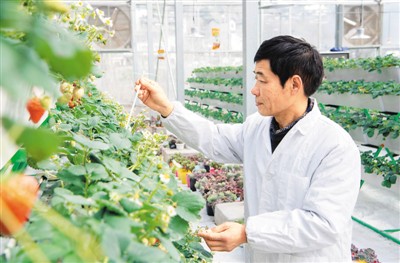 致富经农业种植_农村致富项目种植业_农民致富网种植业