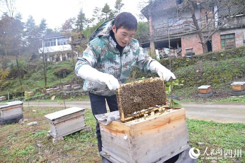 陈兴清打开蜂箱检查蜂群进蜜情况。鄢怀林摄