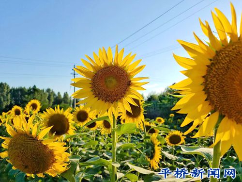 种植葵花致富_致富经葵花籽种植_种葵花挣钱吗