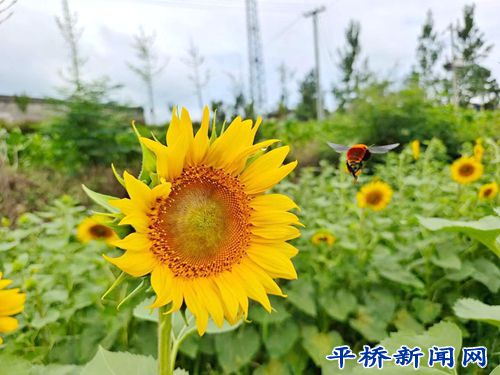 致富经葵花籽种植_种植葵花致富_种葵花挣钱吗