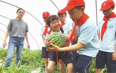 可种植面积少 愿种植农民少 八戒西瓜正遭遇“甜蜜的烦恼”