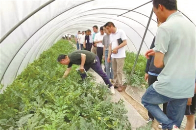 致富经种瓜_瓜农种植致富视频_致富种植视频全集