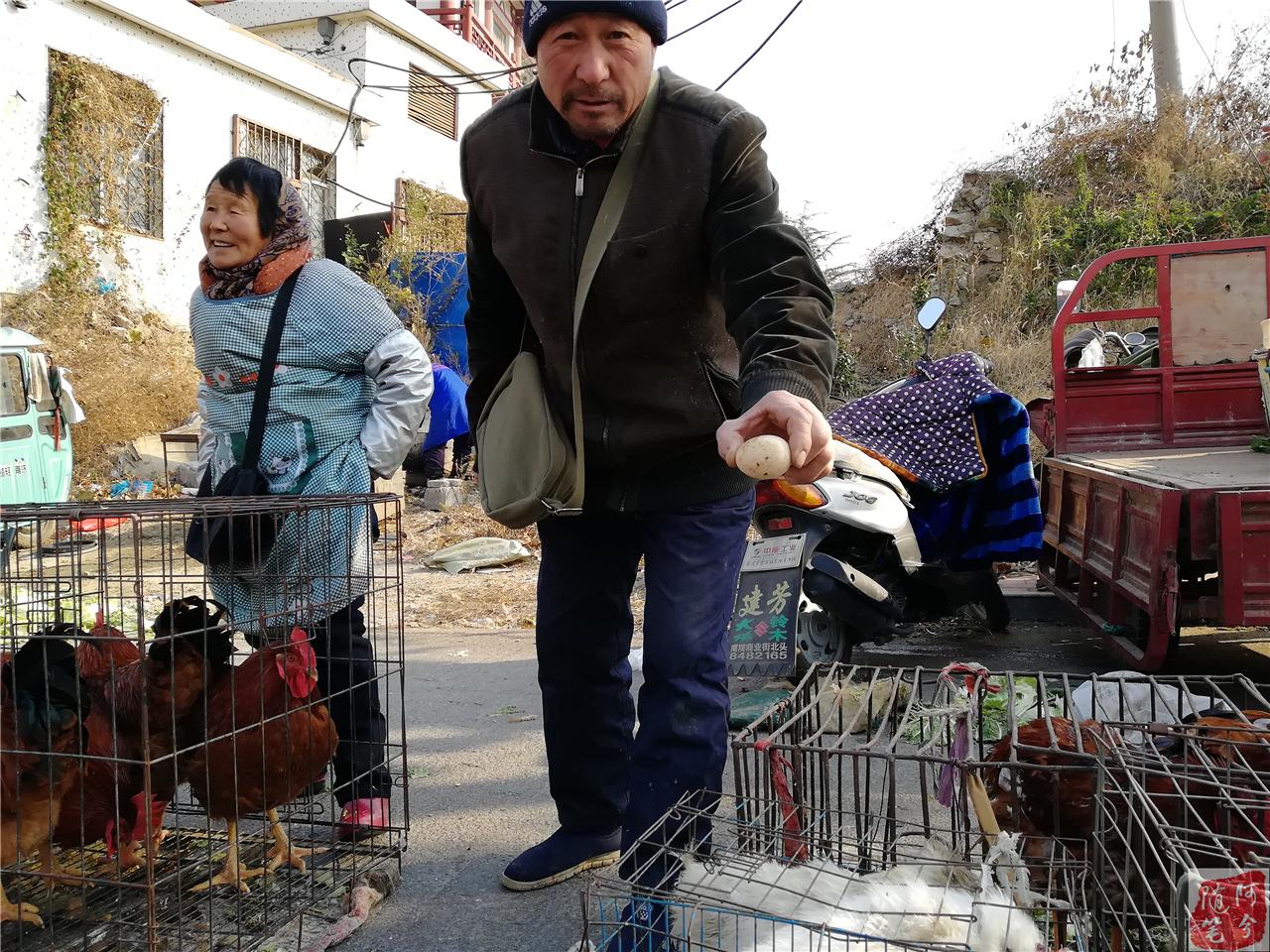 致富经养黑鸡_乌鸡致富经_黑羽乌鸡致富经