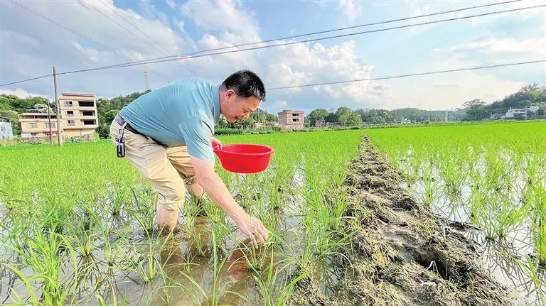 致富经水稻_水稻种植加盟_枣庄致富稻种植