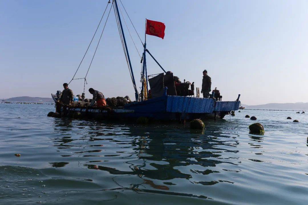 福建海参养殖基地_福建海参养殖群的微信号_致富经福建的海参养殖