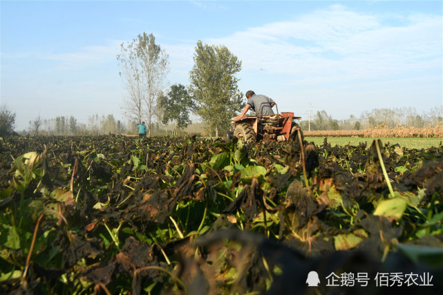 秋日福利：农村大叔种植红薯，一场寒霜过后，红薯叶成了抢手货