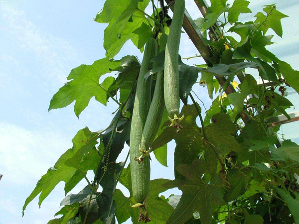 丝瓜几月份种植？丝瓜露天种植时间和方法