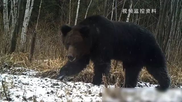 致富蜂蜜央视曝光视频_央视致富经蜂蜜_致富经养蜂蜜全视频