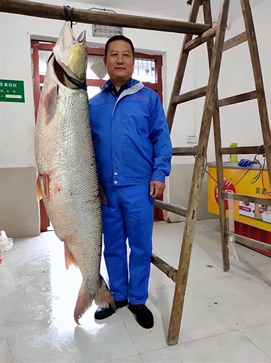 野生黑鱼怎么家养_视频野生养殖黑鱼技术教程_野生黑鱼养殖技术视频