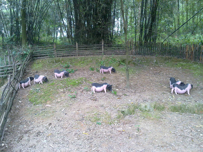 陆川原种猪养殖基地