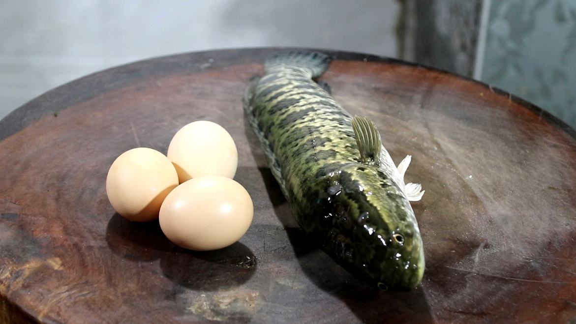 野生黑鱼怎么养活_野生黑鱼养殖技术视频_野生黑鱼怎么家养