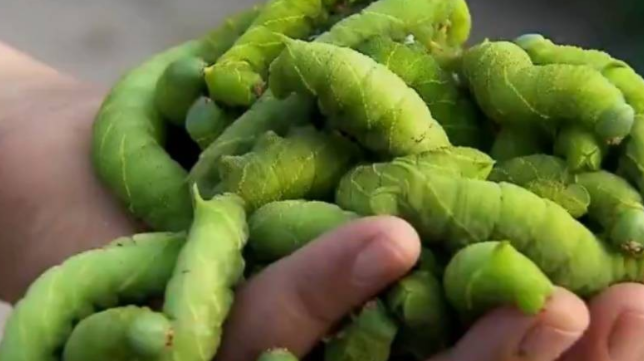 豆虫养殖过程_养殖豆青虫的技术_豆虫的人工养殖