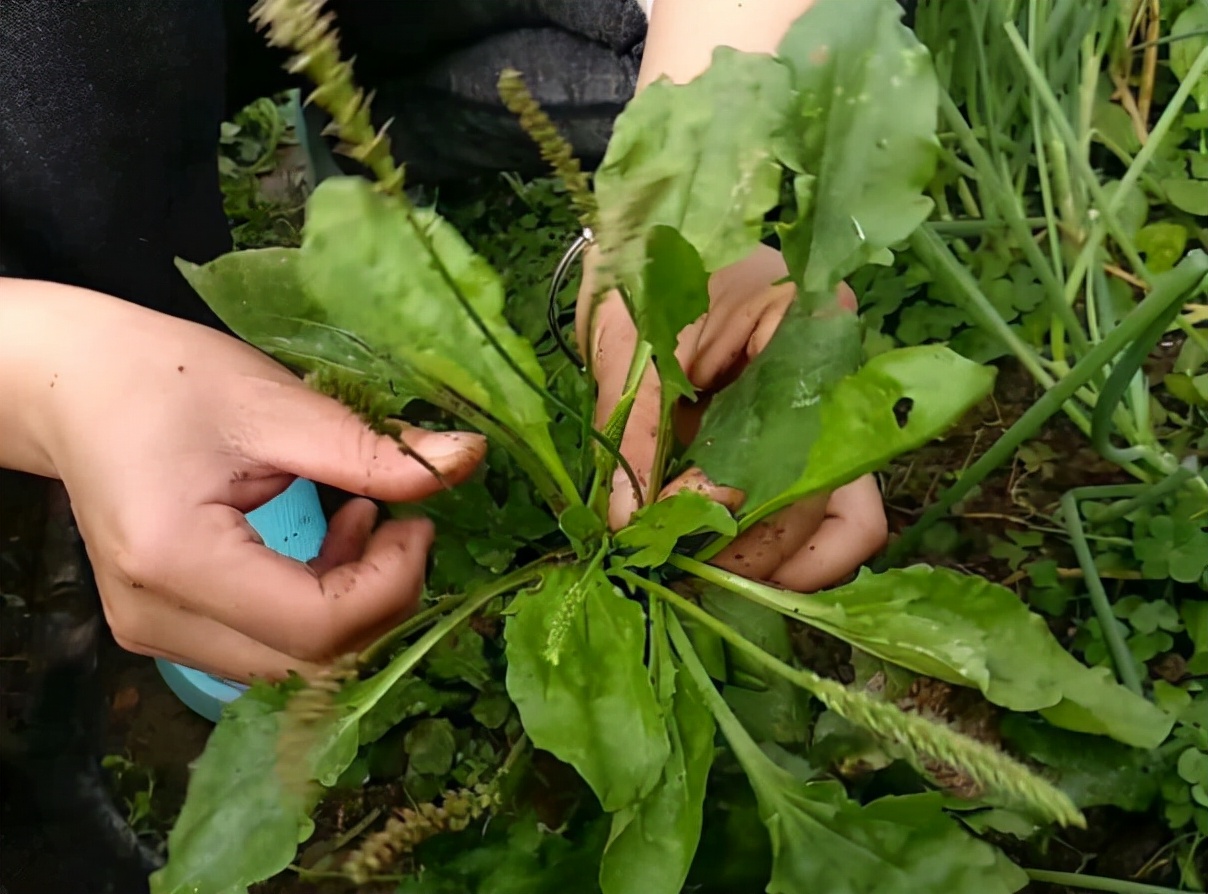 草的种植_草种种植方案_车前草的种植技术