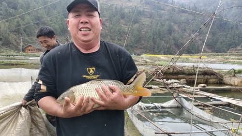 致富经养鲤鱼_致富经养锦鲤视频_鲤鱼养殖效益