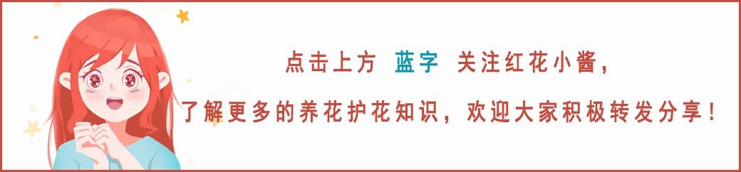 “客厅见叶，家大业大”，3种树最适合养在客厅，招财纳福，镇宅守家，满满安全感，春节前就养上！