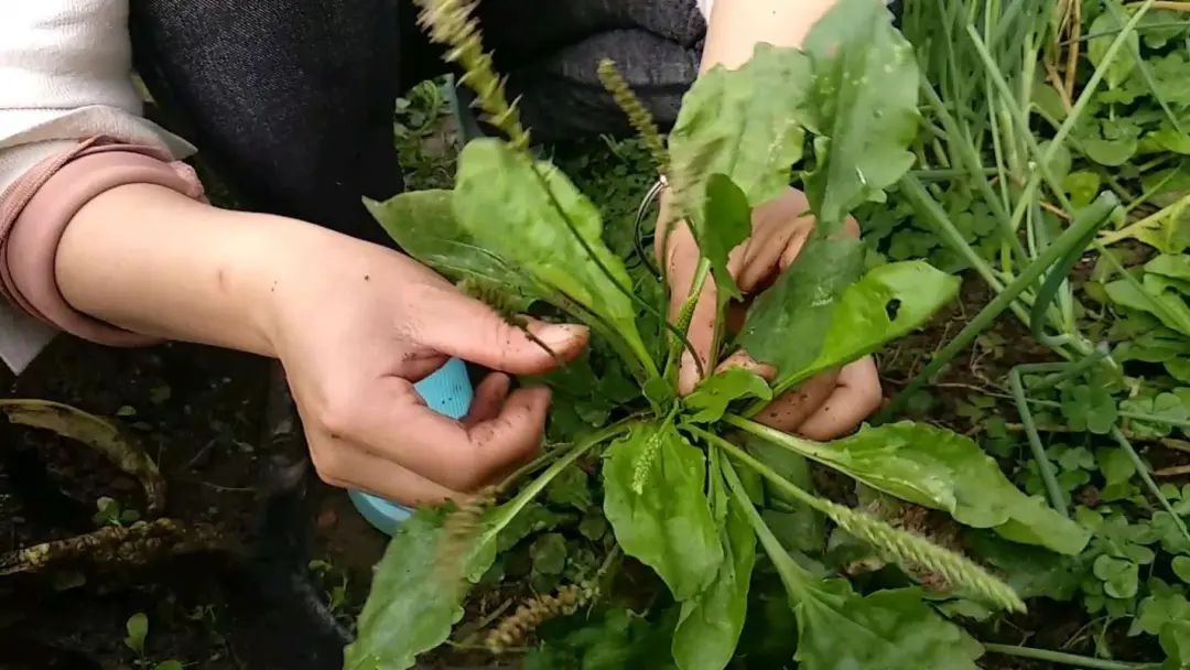 草种种植技术_车前草的种植技术_草的种植