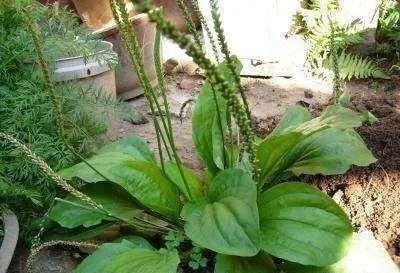 草种种植方案_车前草的种植技术_草的种植