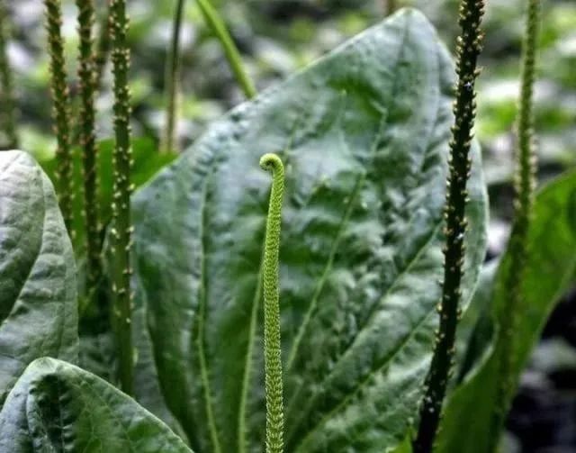 车前草的种植技术_草的种植_草种种植方案