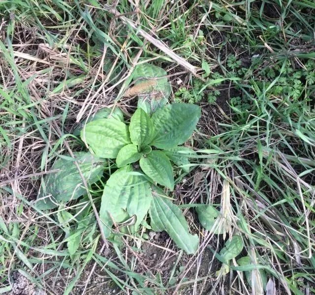 草种种植方案_车前草的种植技术_草的种植