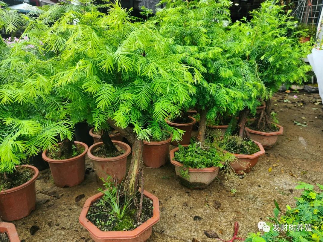 种植平安树技术要求_平安树栽培技术_平安树种植技术