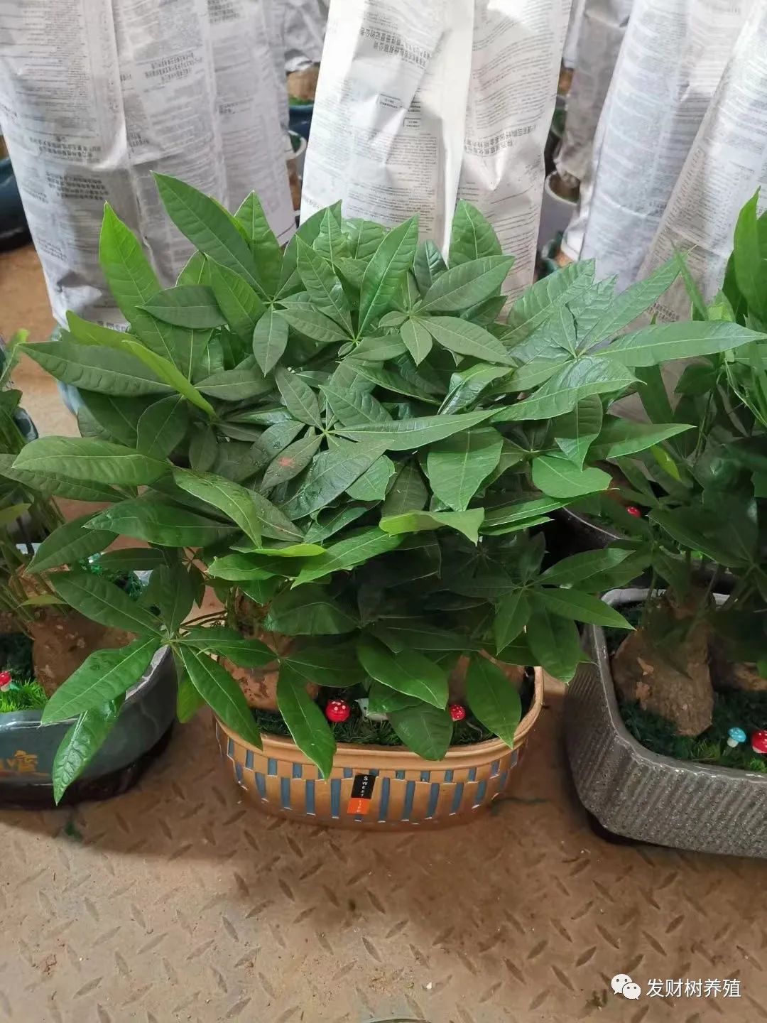 种植平安树技术要求_平安树种植技术_平安树栽培技术