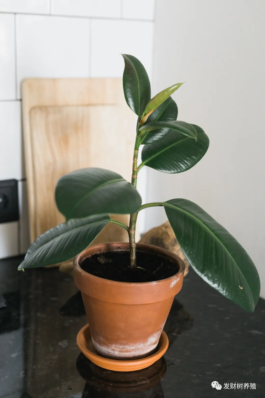 种植平安树技术要求_平安树栽培技术_平安树种植技术