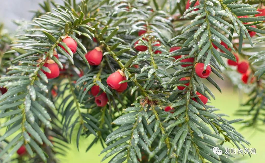 平安树栽培技术_平安树种植技术_种植平安树技术要求