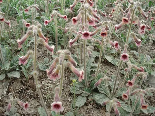 中药材鲜地黄多少钱一斤_鲜地黄的加工方法_致富经鲜地黄的视频