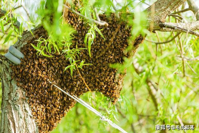 蜜蜂养殖技术｜中蜂群分蜂后期人工模拟自然分蜂的两种方法