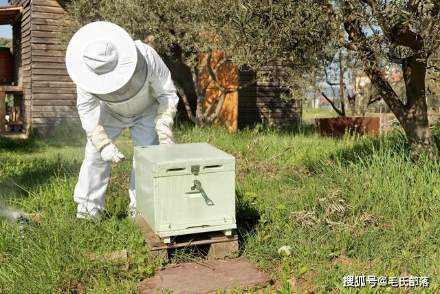 蜜蜂养殖技术上市公司_蜜蜂养殖技术上_蜜蜂养殖实用技术