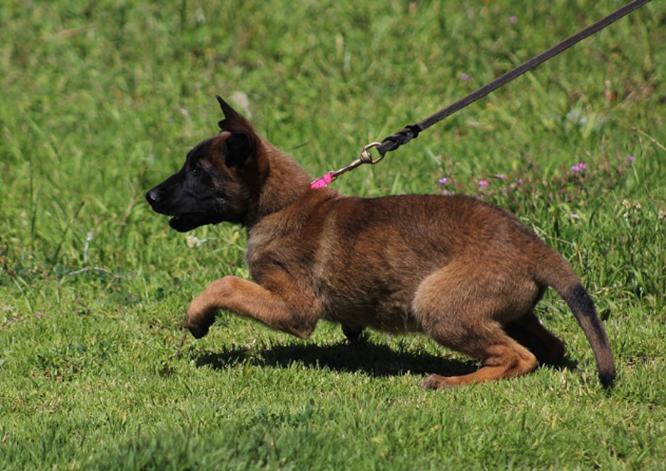 想养马犬的朋友看过来：宠物医生说漏嘴，马犬的科学喂养方法！