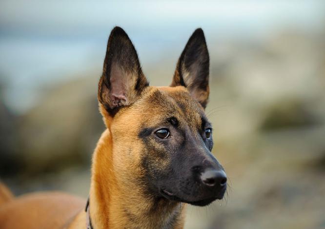 想养马犬的朋友看过来：宠物医生说漏嘴，马犬的科学喂养方法！