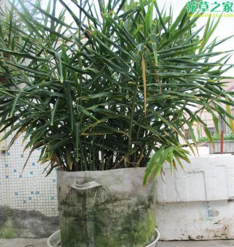 生姜在阳台种植技术_阳台生姜种植方法_阳台生姜种植技术与管理