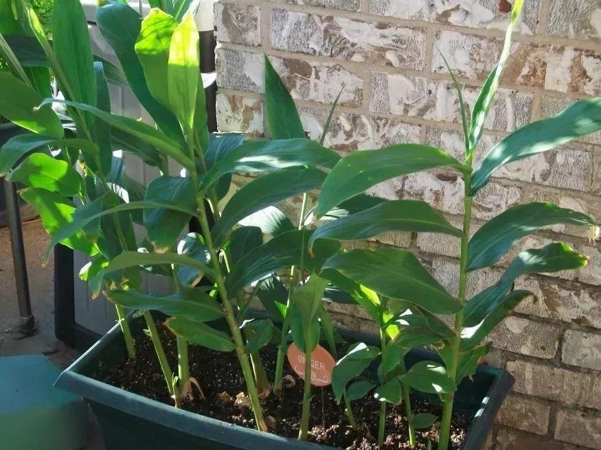 生姜在阳台种植技术_阳台生姜种植方法_阳台生姜种植技术与管理