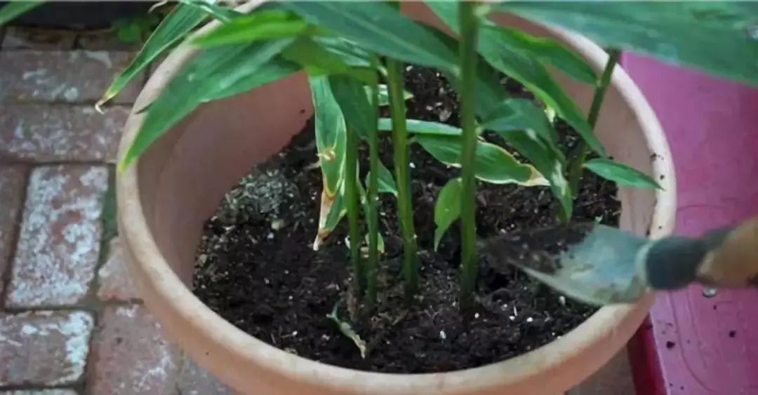 阳台生姜种植方法_阳台生姜种植技术与管理_生姜在阳台种植技术