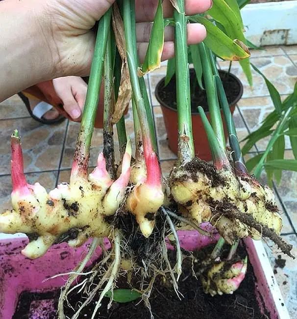 生姜在阳台种植技术_阳台生姜种植方法_阳台生姜种植技术与管理