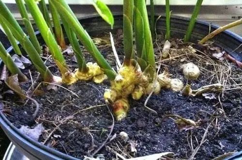 生姜在阳台种植技术_阳台生姜种植方法_阳台生姜种植技术与管理