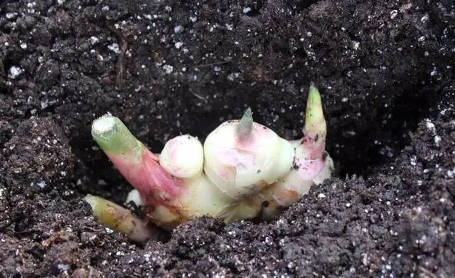 生姜在阳台种植技术_阳台生姜种植技术与管理_阳台生姜种植方法